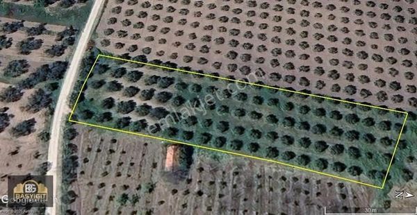 Akhisar Karasonya Sındırgı Yoluna 500m 3700 M² Satılık Zeytinlik