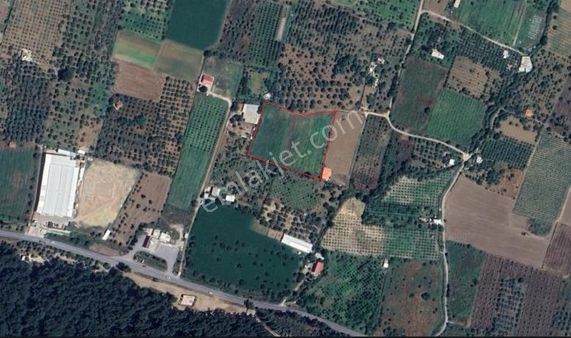 İzmir Kemalpaşa Yukarıkızılca Tepedibi Mevki Satılık Bağ Cb-ph