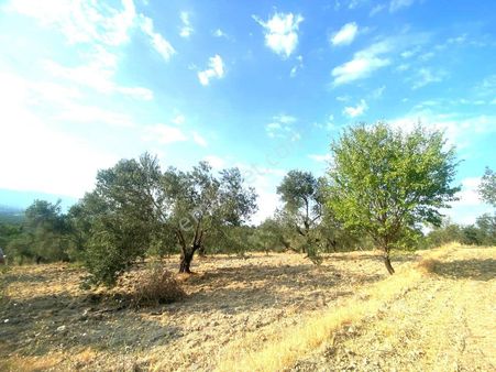 🟥aktiften Kızıklı'da 3356 M2 Körfez Manzaralı Satılık Zeytinlik ✔🟥