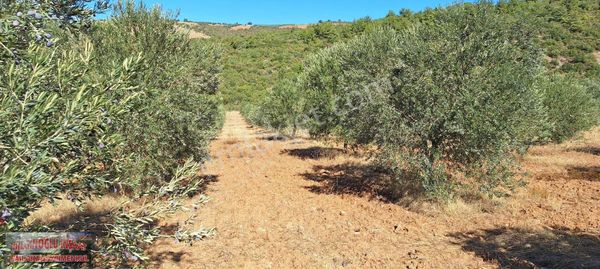 Manisa Salihli'de 195 Dönüm Bakımlı Zeytin Bahçesi