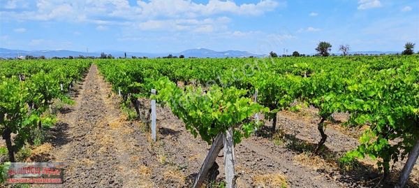Bilginoğlu Emlak'tan Tilki Süleymaniye'de Satılık Bağ