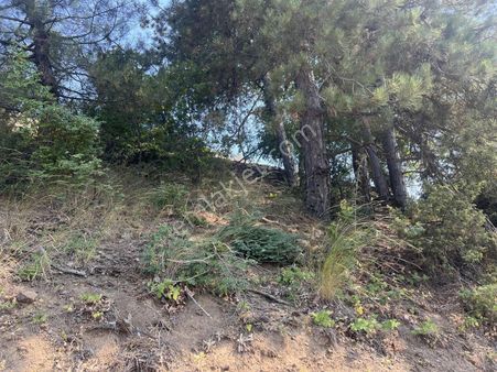 Dağyenice'de Satılık 556 M2 Tektapu Tarla