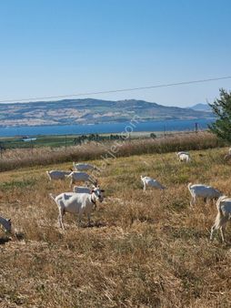 Lapseki Kemiklialan Köyünde Panoramik 6800 M2 Satılık Tarla
