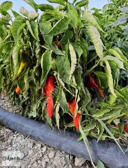 Kabahaydar Yoluna Sıfır Kanoğlu'da Şehre 15 Km Uzaklığında Tarla