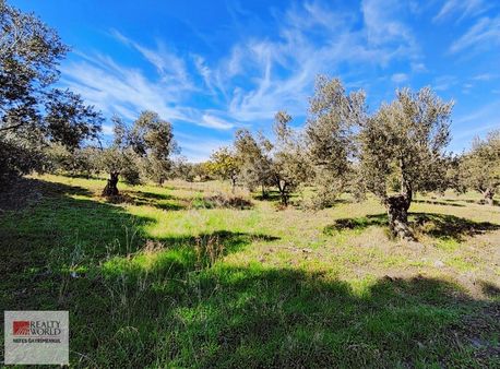 Rw Nefes'ten Burhaniye Şahinler Köyünde 6529 M² Zeytinlik