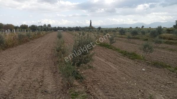 Manisa Saruhanlı Gümülceli Mahallesi Satılık Tarla
