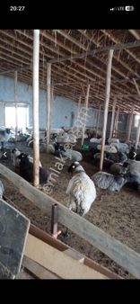 Güneysınırda Kurulu Çardak + Ev