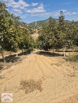 Manisa Köprübaşı Akçalaanda Satılık Ceviz Bahçesi