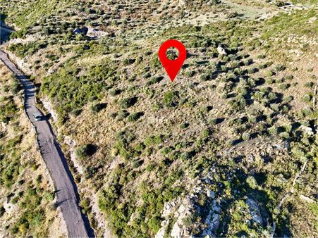 Yatırım İçin Fırsat: Milas Akçakayada 12.433 M² Zeytinli Tarla