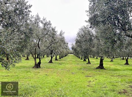 %50 Peşin 12 Ay Vadeli Faizsiz Ödeme İle Bakımlı Zeytinlik
