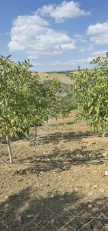 Ayverdi Emlak Dan Gördes Kılcanlarda 10.000 M² Ceviz Bahçesi