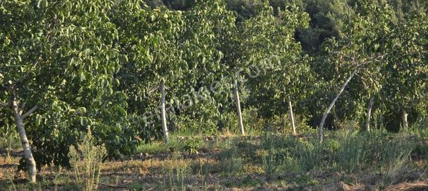 Ayverdi Emlak Dan Gördes Merkeze Yakın 10.000 M² Ceviz Bahçesi