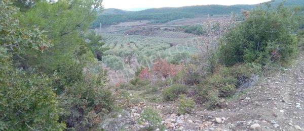 Ayverdi Emlak Dan Asfalt Cepheli 15.700 M²zeytinlik