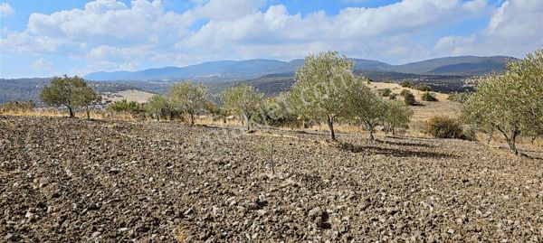 Ayverdi Emlak Dan 9.325 M² Zeytinlik