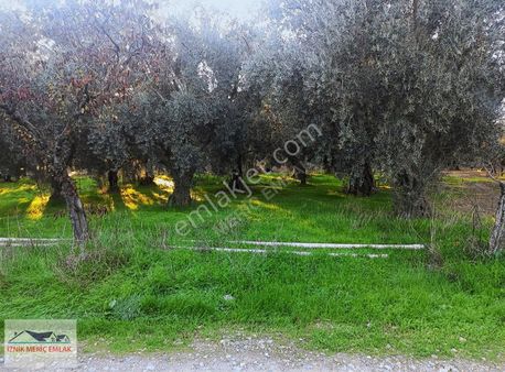 İznik Elbeylide Hobi Bahcesi