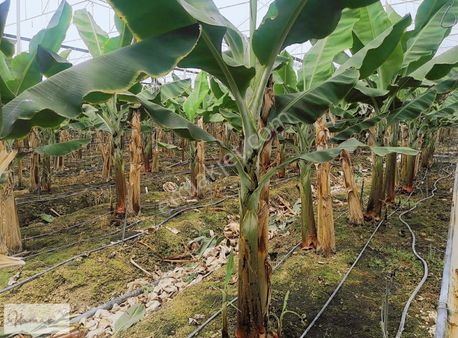 İdamax'tan Taşağıl Çardakta Ana Yola Sıfır 8,5 Dönüm Muz Serası