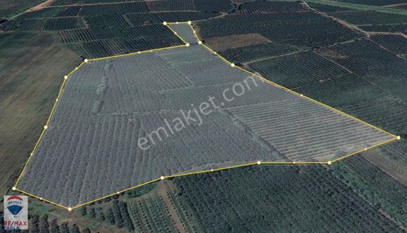 Re/max Parla Alper'den Çarşamba'da Ekili Fındık Bahçesi