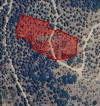 Bayındır Yeşilova Mah. Müstakil Tapulu 5.316 M2 Zeytinlik