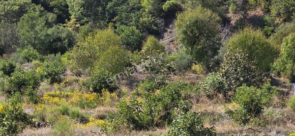 Mersin Anamur Satılık Avokado Bahçesi