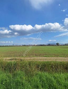 Yılmaz Mahallesinde Müstakil Tapulu 14 Dönüm Verimli Bağ