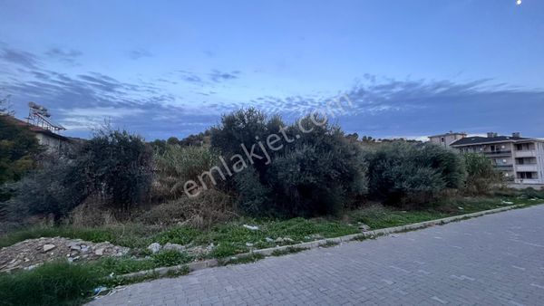 📣📣📣 İsabeyli Merkezde Satılık Zeytinlik 📣📣 📣