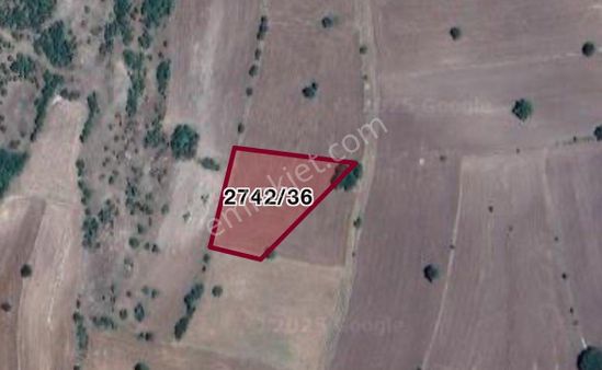 Seyitgazi Numanoluk Mevkii Satılık Tarla