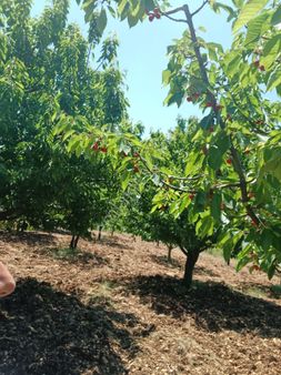 Bursa Keles Kıranışıkla Köyünde Satılık Kiraz Bahcesi