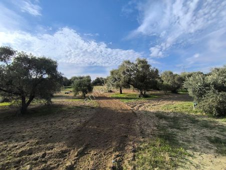 Manisa Şehzadeler Karaoğlanlıda İstanbul Asfaltindan Bir Tarla İçerde 7400m2 Zeytinlik 5.500.000tl