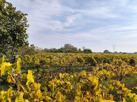 Manisa Şehzadeler Yeni Harmandalı Köşe Elk Su Olan 8300m3 Bağ 4.500.000tl