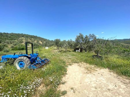 💦💦 Aktif'ten Burhaniye Kırtıkta Doğa Ve Deniz Manzaralı 40800m2 Satılık Zeytinlik 💦💦