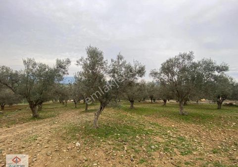 🟩🟩 Aktif'ten Şahinler'de Köye 50m Mesafede 2700m² Satılık Zeytinlik 🟩🟩
