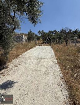 Torbalı Dirmilde Satılık Zeytinlik Tek Tapu