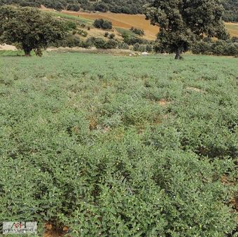 Adapazarı Doğancılarda Yola Cephe 3040m2 Yatırımlık Tarla