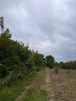 Acil Satılık Fındık Bahçesi Koy Merkezınde Topraklarıııkılı İçin Verımli