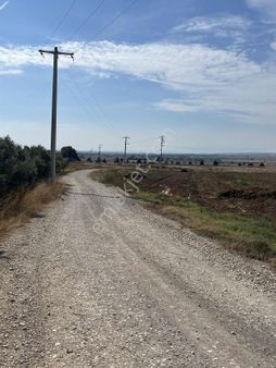 Karacabey Dağkadı Köyünde Satılık Zeytinlik