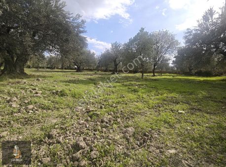 Elit Emlak'tan Süleymanlı Mah.fırsat Zeytinlik