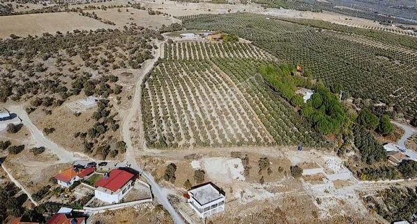 Adala'da İmar Sınırlı /manzaralı/yatırımlık Satılık Zeytinlik