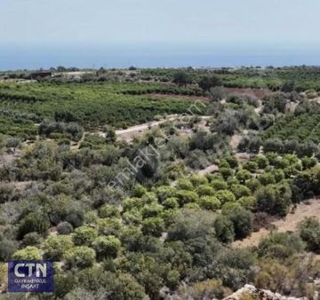 Mersin Erdemli Kumkuyu Şehir Ve Deniz Manzaralı Limon Bahçesi