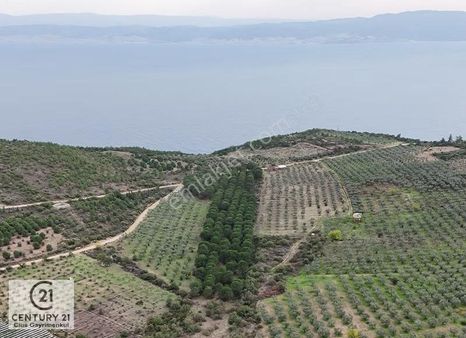 C21;cius Armutlu Fıstıklı'da Yola Cephe Satılık Tarla