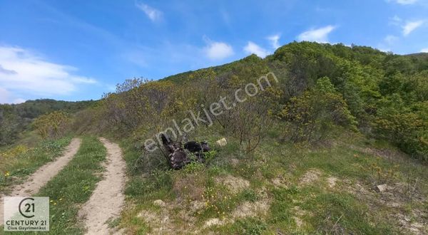 C21 Cius; Gemlik Katırlı'da Uludağ Ve Deniz Manzaralı Tarla