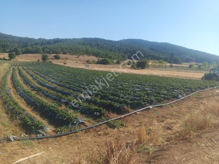 Sakarya Pamukova Çilek Tarlası