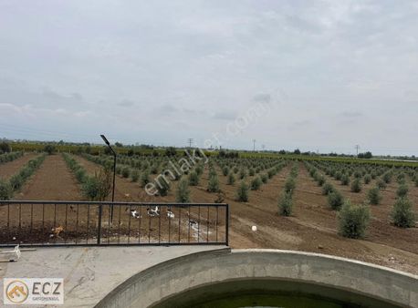 Ecz Gayrimenkul Den Satılık Yatırımlık Zeytinlik Ilıca Mh