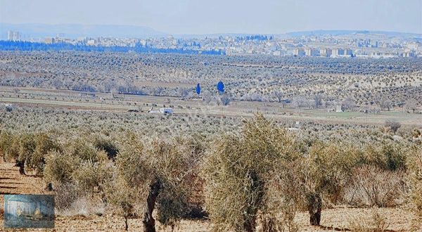 Liva Gayrimenkul'den Akpınar Yanında Şehir Manzaralı Zeytinlik