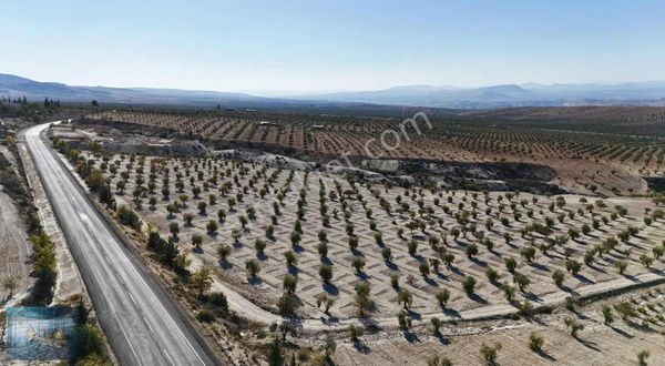 Liva Gayrimenkul'den İslahiye-polateli Yolunda Satılık Zeytinlik