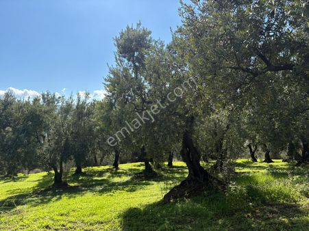 ​engürücük Mahallesinde Satılık Zeytinlik