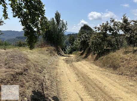 Ata'dan | Düzce Esmahanım Köyü Kelepir Fındık Bahçesi