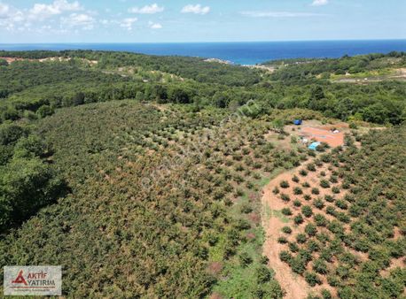 Bollu'da Plajlara Yakın Konumda 1704 M2 Yetişkin Fındık Bahçesi