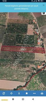 Ortaca'da Acil Satlık Narenciye Bahçesi