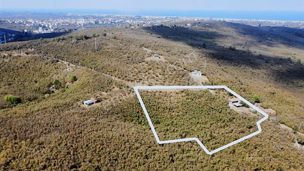 Merkeze Yakın Deniz Manzaralı 9.790 M2 Fındık Bahçesi Takas Olur
