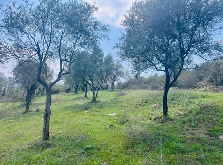 2747 Metre Satılık Zeytin Bahcesi